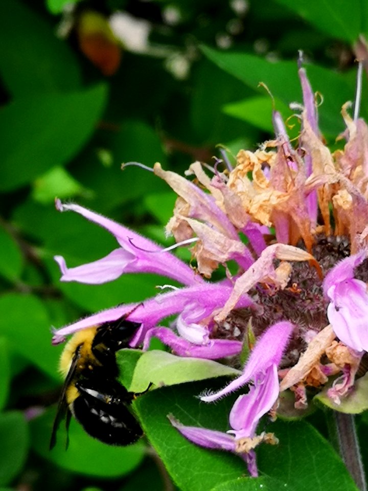Bumblebee visiting bee balm (Monarda didyma 'Rose Scented')