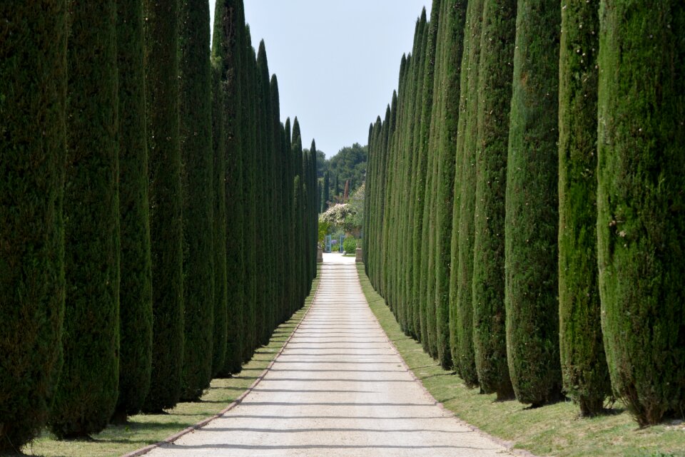 Driveway trees access