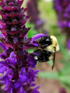 Bumblebee (Bombus sp.) visiting woodland sage (Salvia nemorosa 'Caradonna') flowers. Cute pollen glob on leg :)