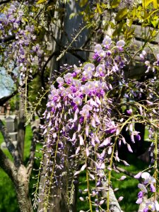 Wisteria beginning to bloom