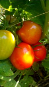 Baylor Paste tomatoes ripening. No BER but other health problems