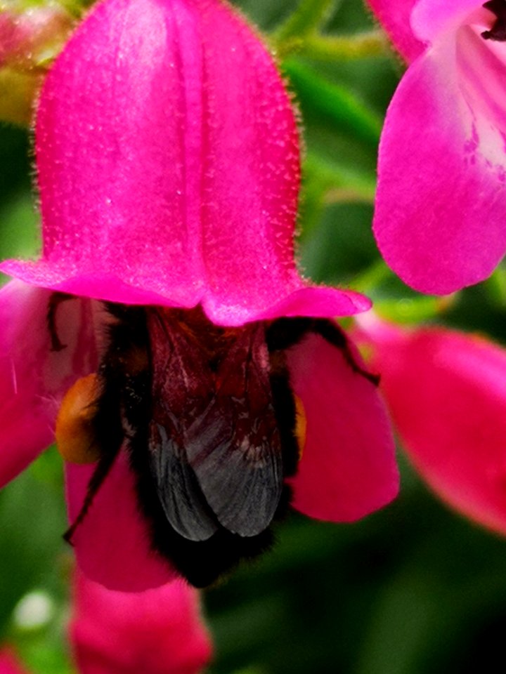 Bumblebee (Bombus) visiting hybrid beardtongue flowers Penstemon Red Rocks