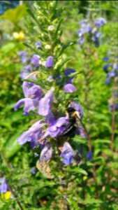 Bee stealing nectar