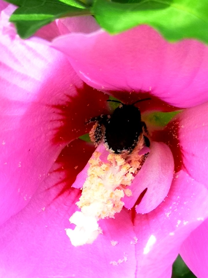 Black bee in rose of Sharon Hibiscus syriacus