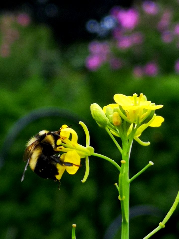 Bumblebee visiting mustard flowers Brassica juncea