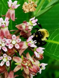 Bumblebee visiting common milkweed (Asclepias syriaca)