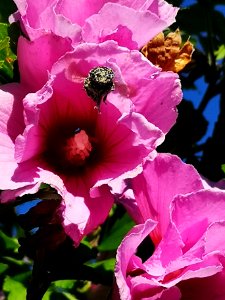 Bumblebee covered in pollen from visiting rose of Sharon (Hibiscus syriacus) flowers