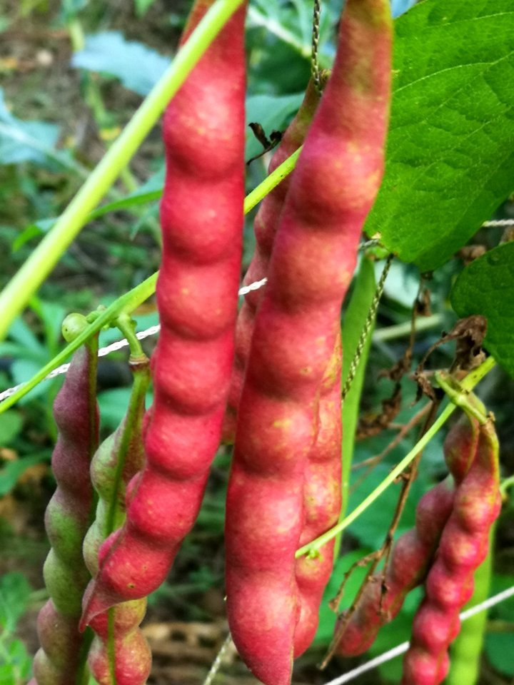 Taos red bean Phaseolus vulgaris