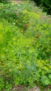 Dill, coriander, Amsonia hubrichtii, cleome seedlings, weeds