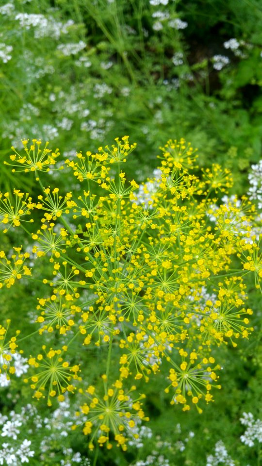 Dill and cilantro