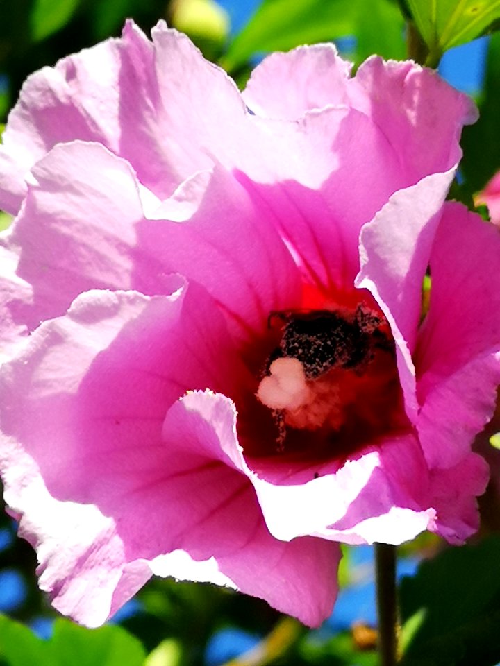 Bumblebee visiting rose of Sharon Hibiscus syriacus