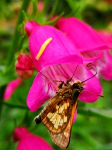Butterfly visiting beardtongue (Penstemon Red Rocks) flowers