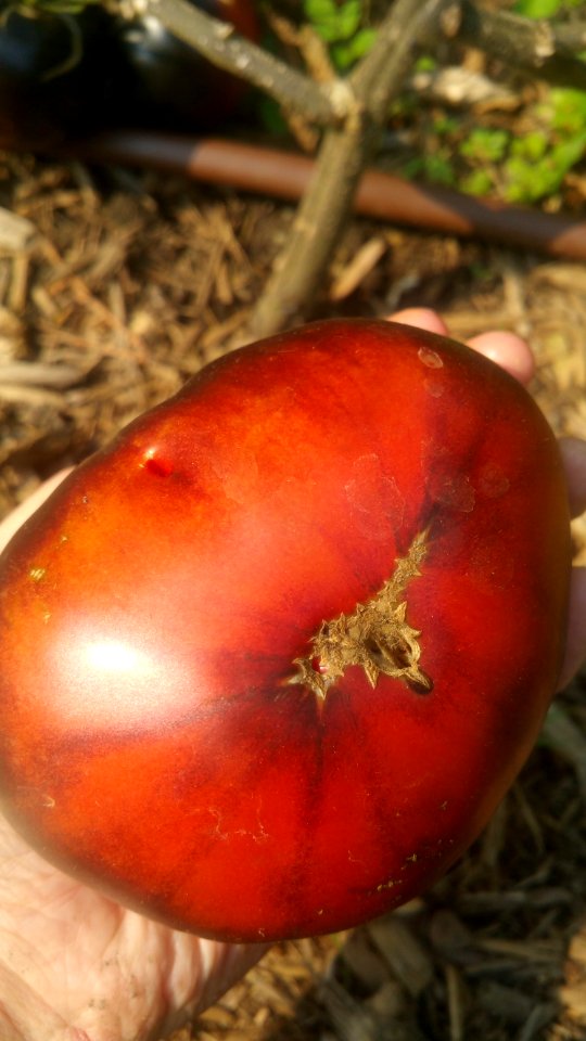 Black Beauty tomato bottom view