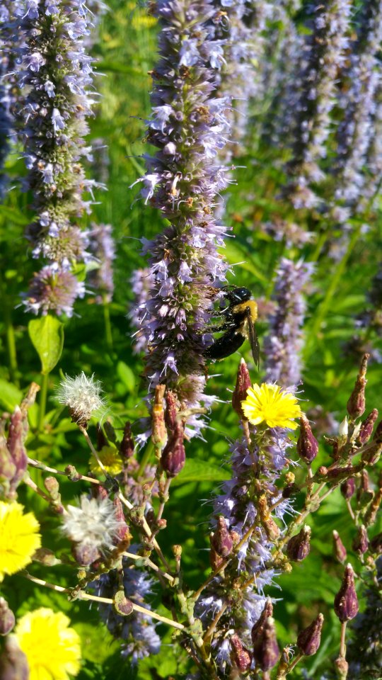Agastache is a bee magnet