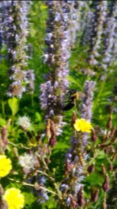 Agastache is a bee magnet