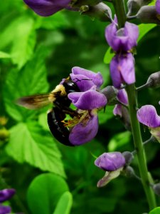 Bees visiting false indigo (Baptisia) flowers photo