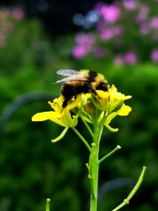 Bumblebee visiting mustard flowers Brassica juncea