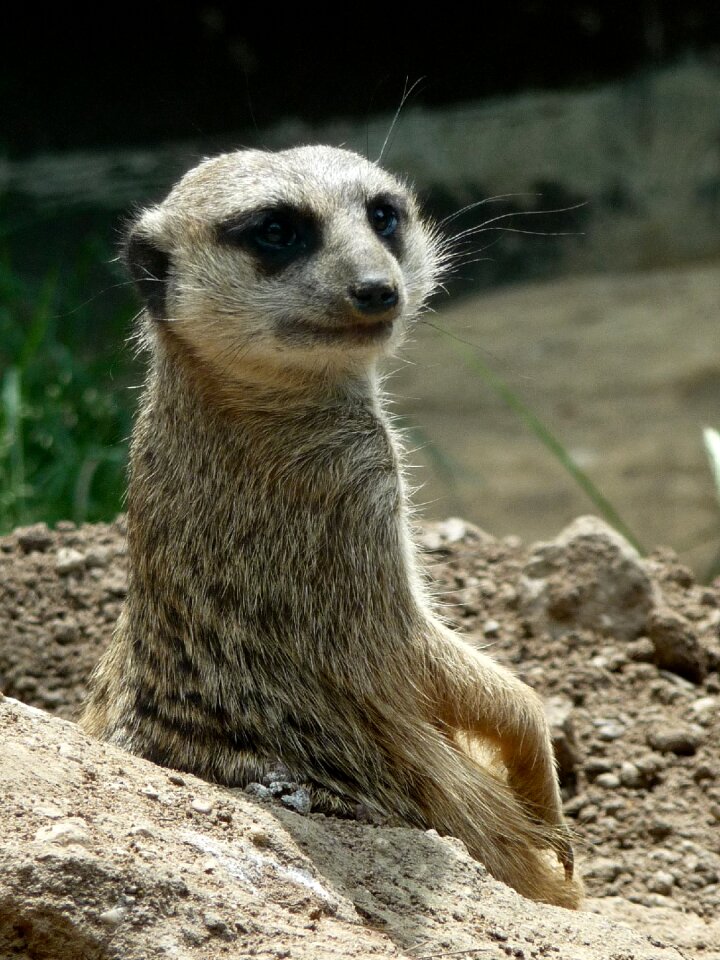 Animal wildlife zoo