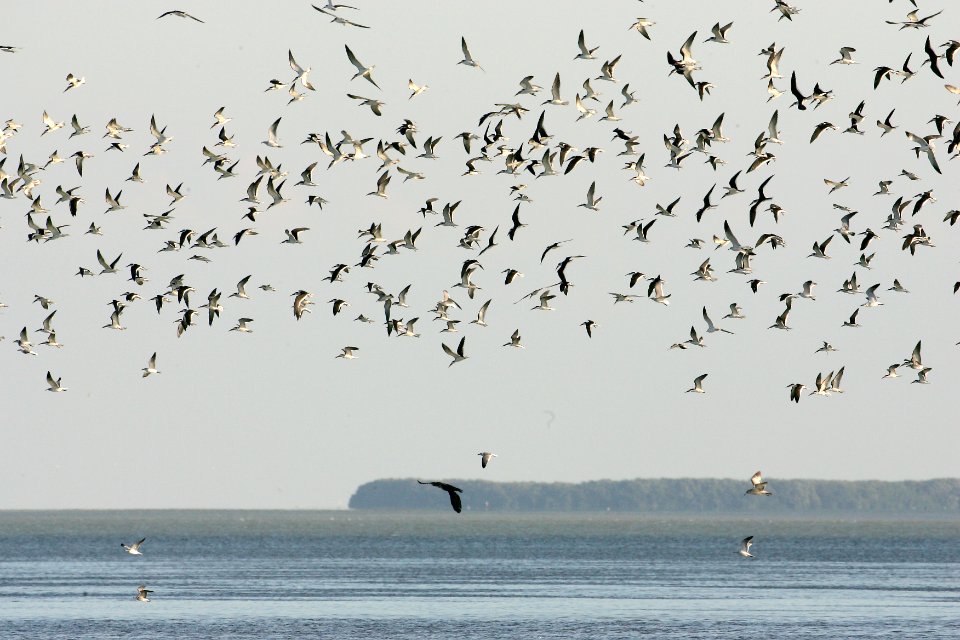 Florida Bay swarm, NPSPhoto, R. Cammauf