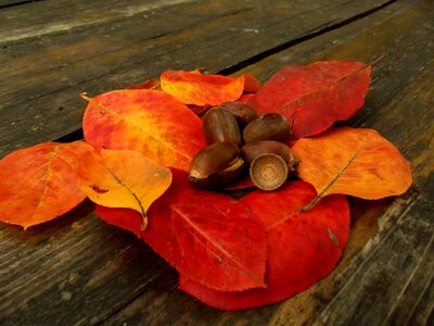 Wood nature brown