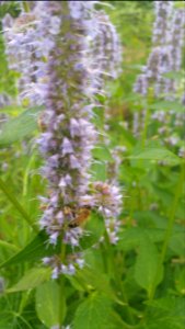 Agastache Blue Fortune