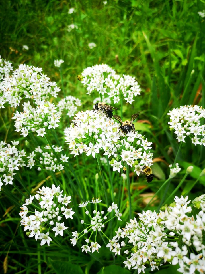 Carpenter bee Xylocopa virginica covered in pollen visiting flowers of garlic chives Allium tuberosum