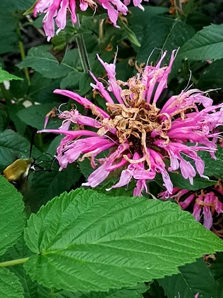 Hemaris diffinis, the snowberry clearwing moth, visiting bee balm Monarda didyma Balmy Pink