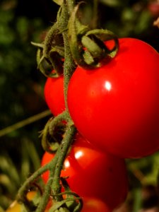 Gardener's sweetheart tomatoes. Some blight