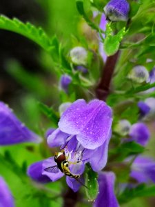 Little critters visiting dragonhead (Dracocephalum moldavica)
