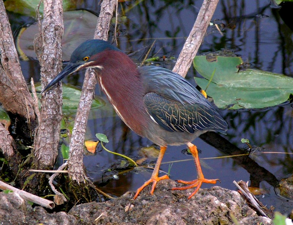 Green Heron (1), NPSphoto, S. Zenner