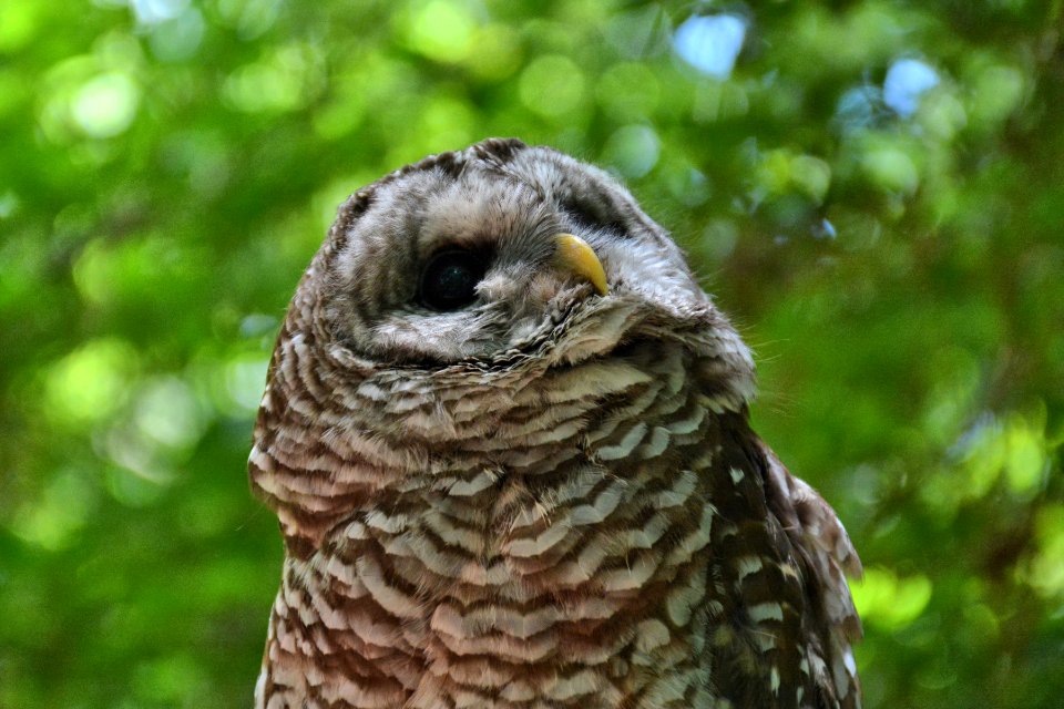 callaway gardens