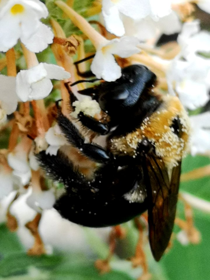 Carpenter bee Xylocopa virginica nectar robbing butterfly bush Buddleja