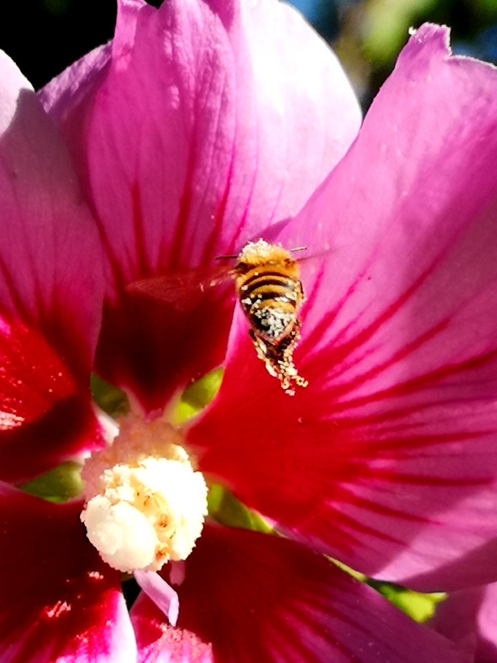Honeybees visit rose of Sharon (Hibiscus syriacus) too but they don't get completely covered in pollen like bumblebees do because they are less fuzzy