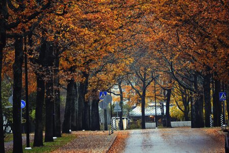 Fall colors street tree