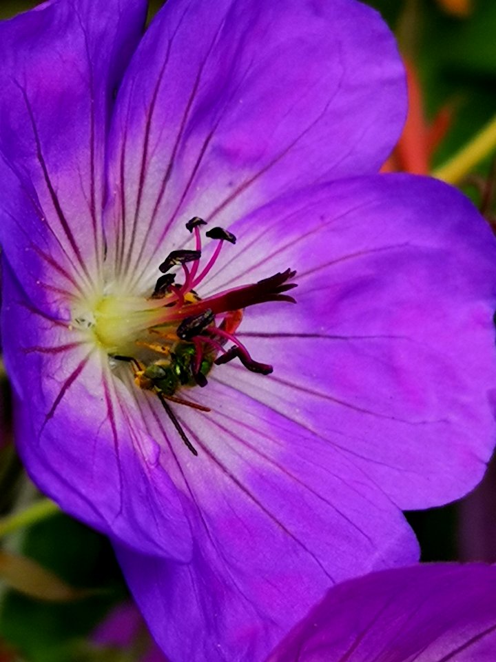 Sweat bee visiting cranesbill Geranium Azure Rush