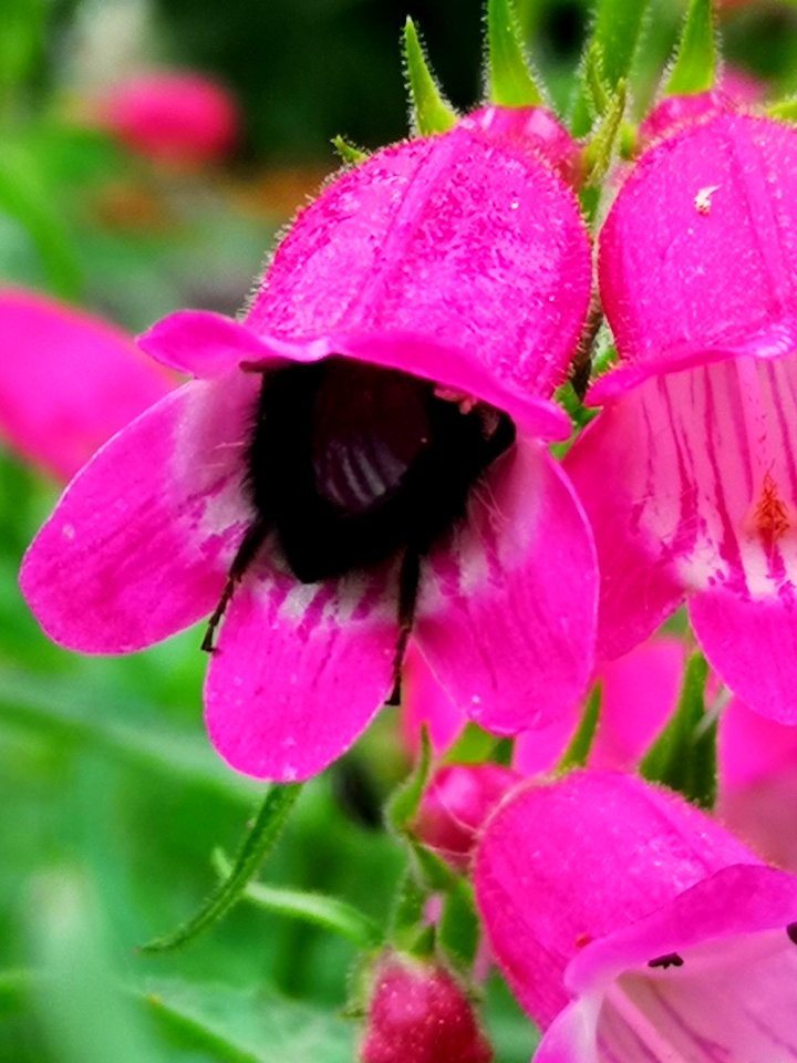 Bumblebee visiting Penstemon Red Rocks