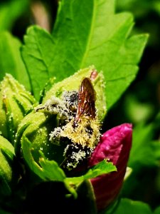 Bumblebee covered in pollen from rose of Sharon Hibiscus syriacus