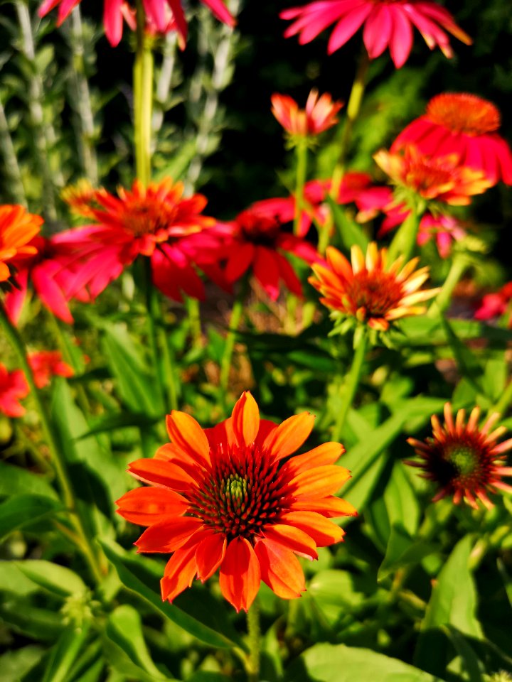 Echinacea Cheyenne Spirit