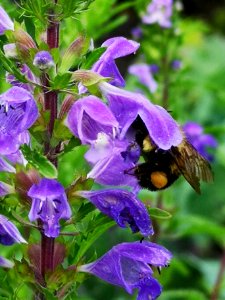Bumblebee visiting dragonhead (Dracocephalum moldavica) flowers photo