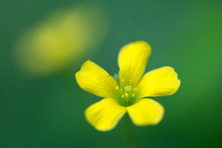 Floral close-ups wildflower close-ups makro