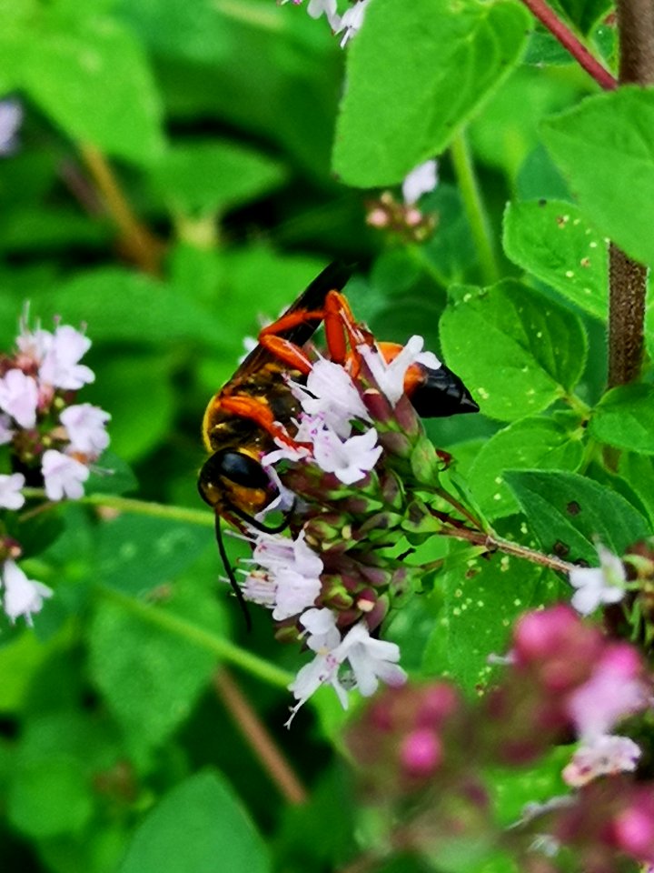 Great golden sand digger wasp (Sphex ichneumoneus) visiting oregano (Origanum vulgare)