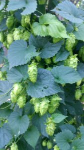 Humulus lupulus 'Mt Hood'