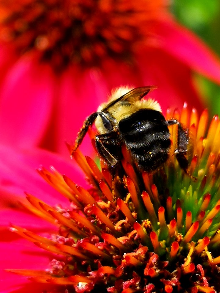 Bumblebee visiting Echinacea 'Cheyenne Spirit'