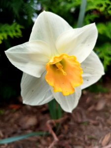 Narcissus Salome