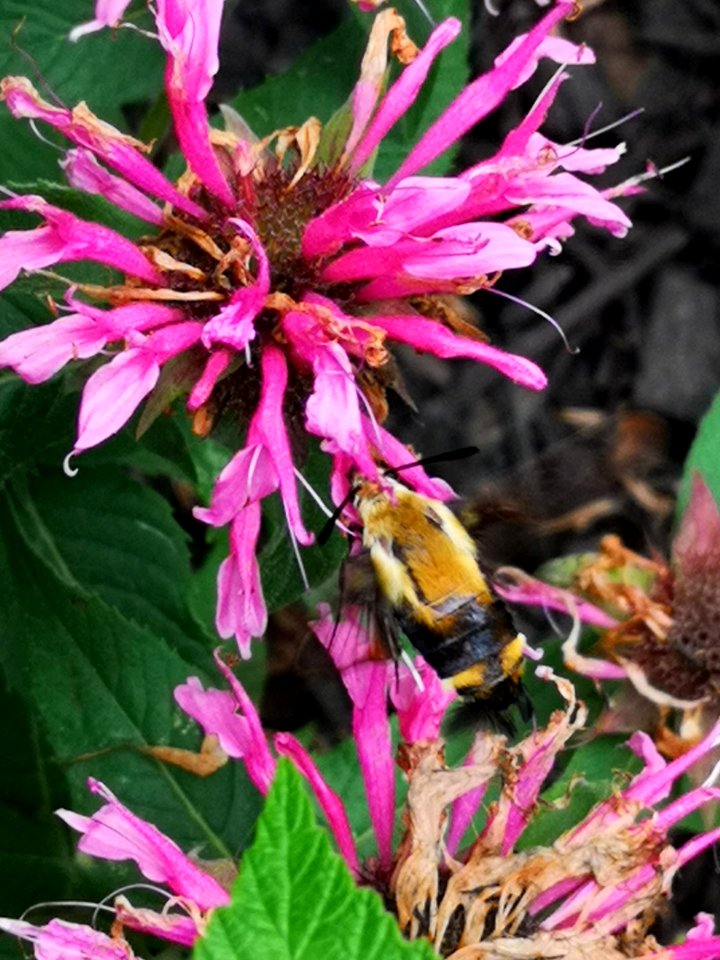 Snowberry clearwing moth (Hemaris diffinis) visiting bee balm (Monarda didyma 'Balmy Pink')