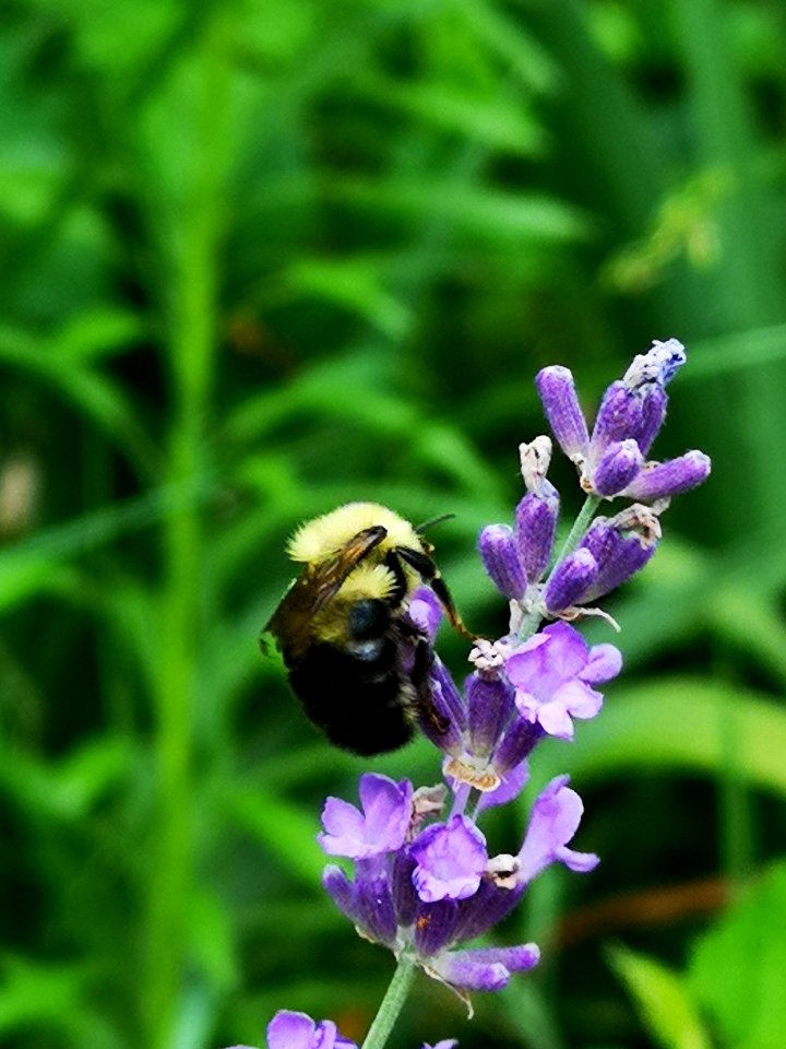 Bumblebee visiting lavender Lavandula