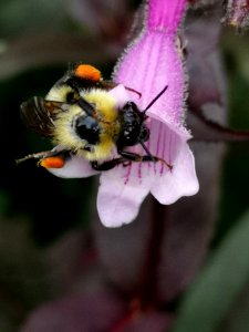 Bee visiting beardtongue (Penstemon x Dark Towers)