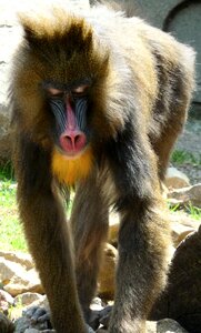 Primate africa mandrillus