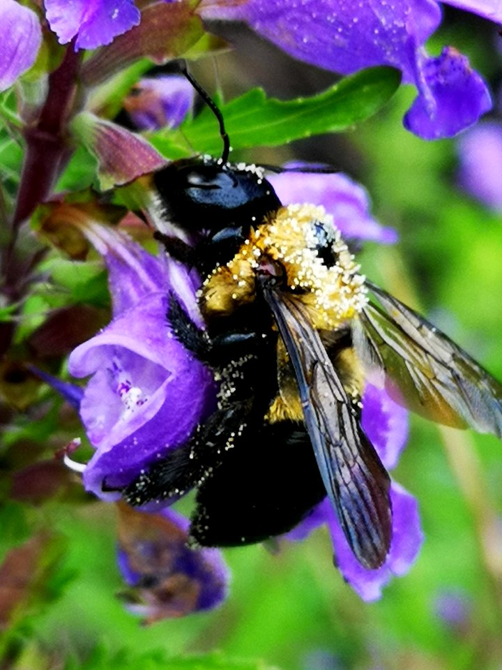 Carpenter bee (Xylocopa virginica) visiting flowers of dragonhead (Dracocephalum moldavica), with pollen