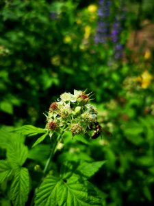 Bee with black raspberry flowers (Rubus occidentalis). The flowers attract many species of native bee, but many were too small and fast for me to photograph